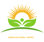 Alsaeed Egypt